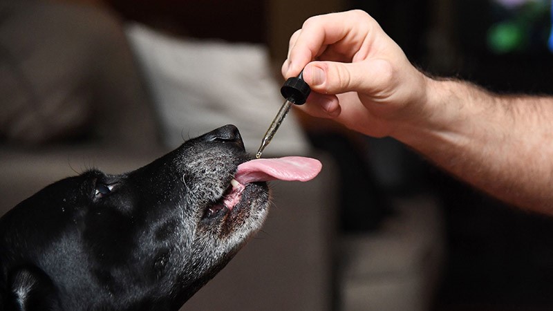 L’utilisation du cbd sur votre chien