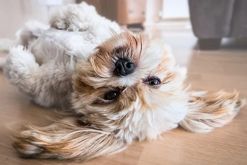 chien portant un collier GPS