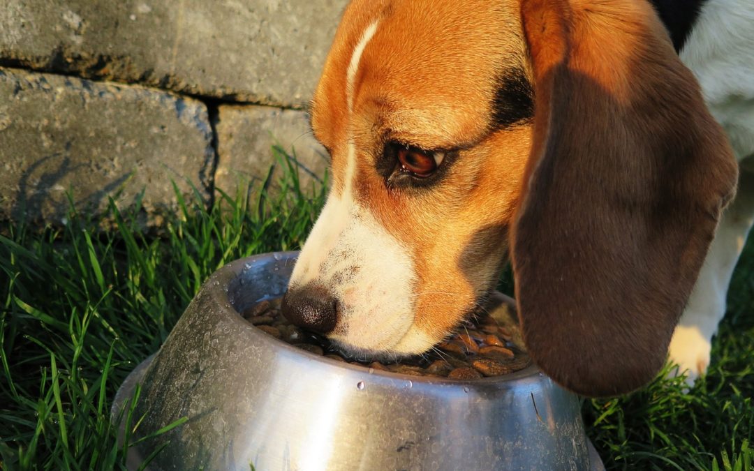 Croquette chien 100 viande : Savez-vous comment choisir les meilleures croquettes pour votre chien ?