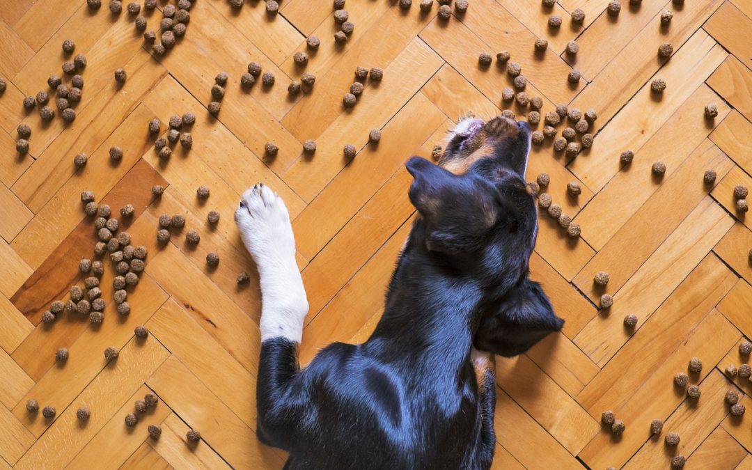 Ration ménagère chien : Votre chien mange une fois par jour ? C’est une très mauvaise idée