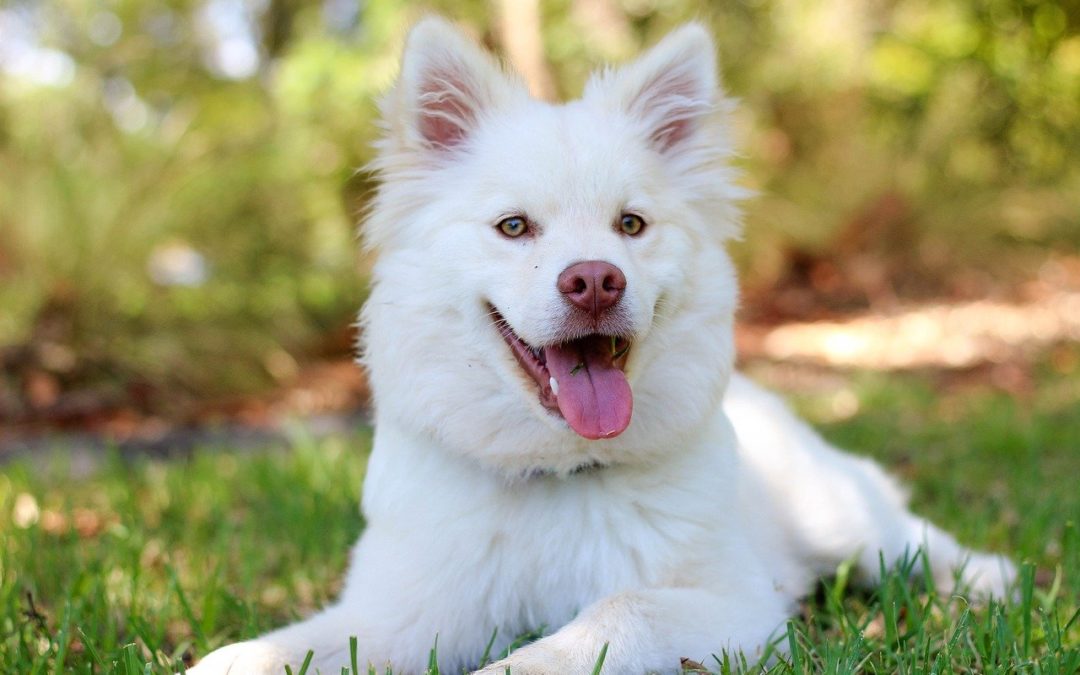 Terre de diatomée chien : Les bienfaits de la terre de diatomée pour votre chien