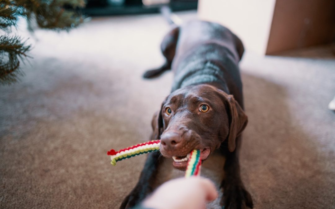 Treibball : L’activité en compagnie de votre chien