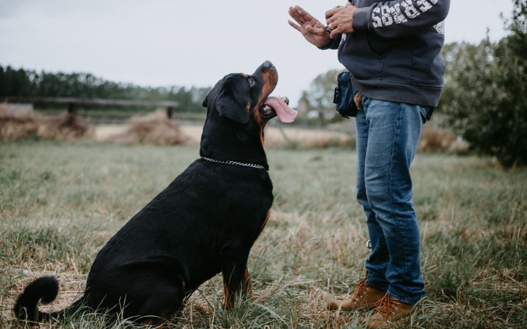 Education canine : Apprenez à votre chien à marcher à côté de vous, c’est facile !