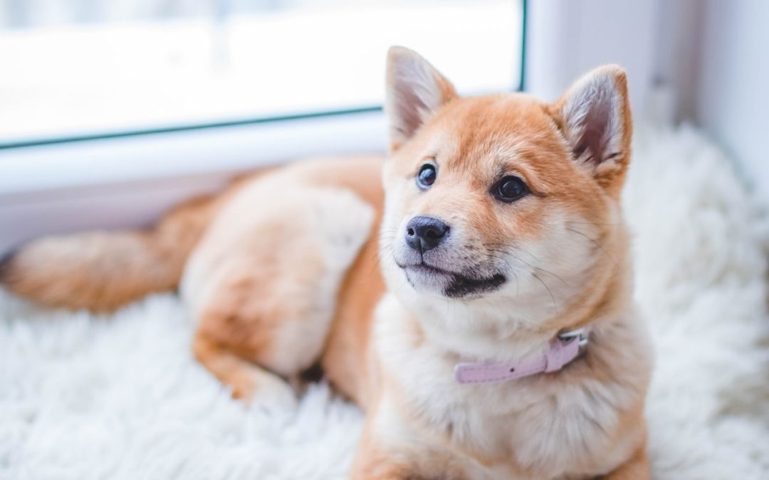 Pension pour chien : Ce que vous devez connaître