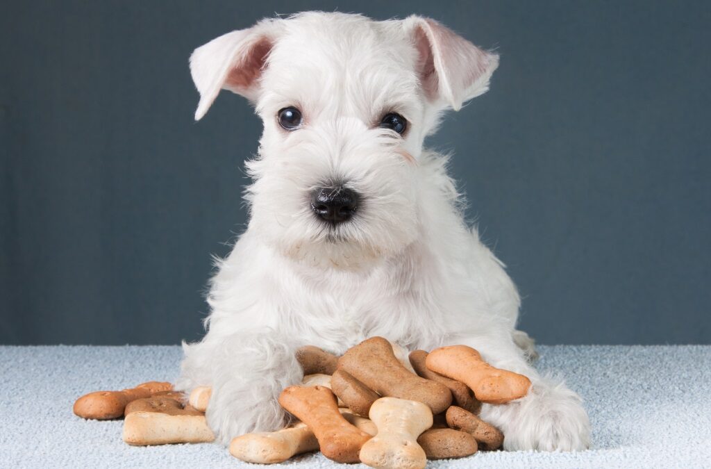 Comment choisir les croquettes pour son chien