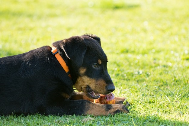 Choisir son collier de dressage pour Beauceron