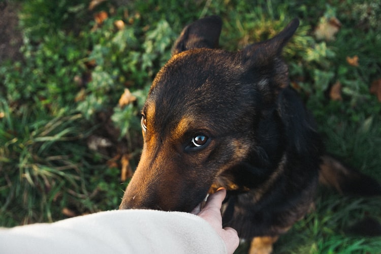 chien beauceron