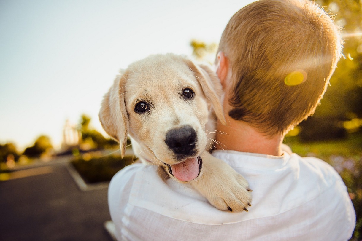 chien et son maître