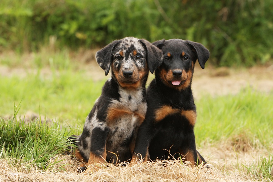 deux chiots beauceron assis l'un contre l'autre de face