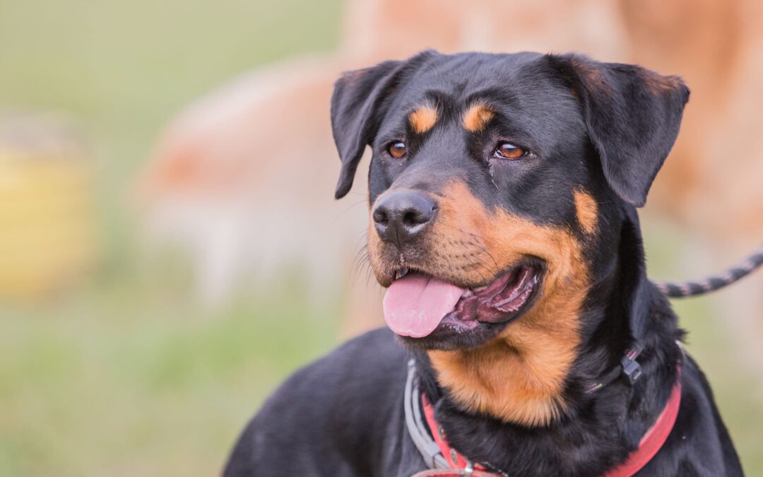 Beauceron