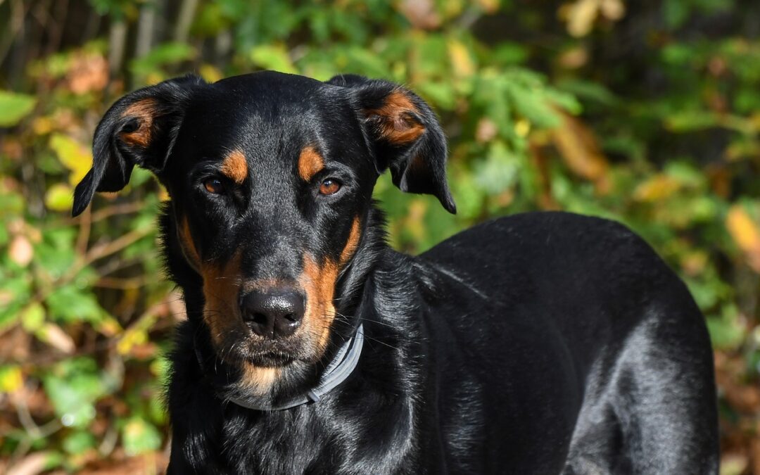 Gastrite du chien