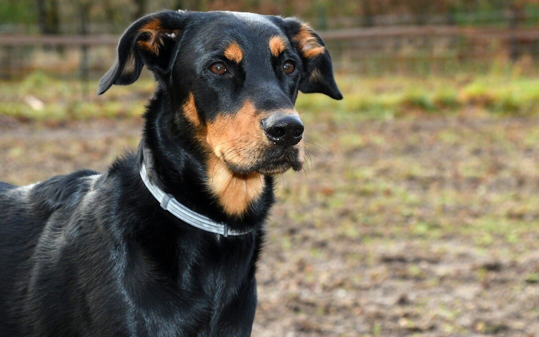 Comment éduquer son beauceron ?