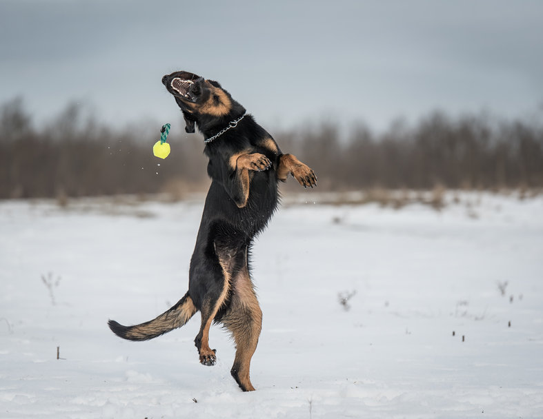 Assurance pour chien beauceron : est-ce important ?