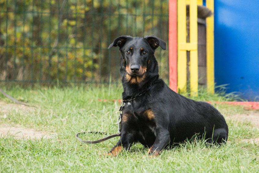 beauceron