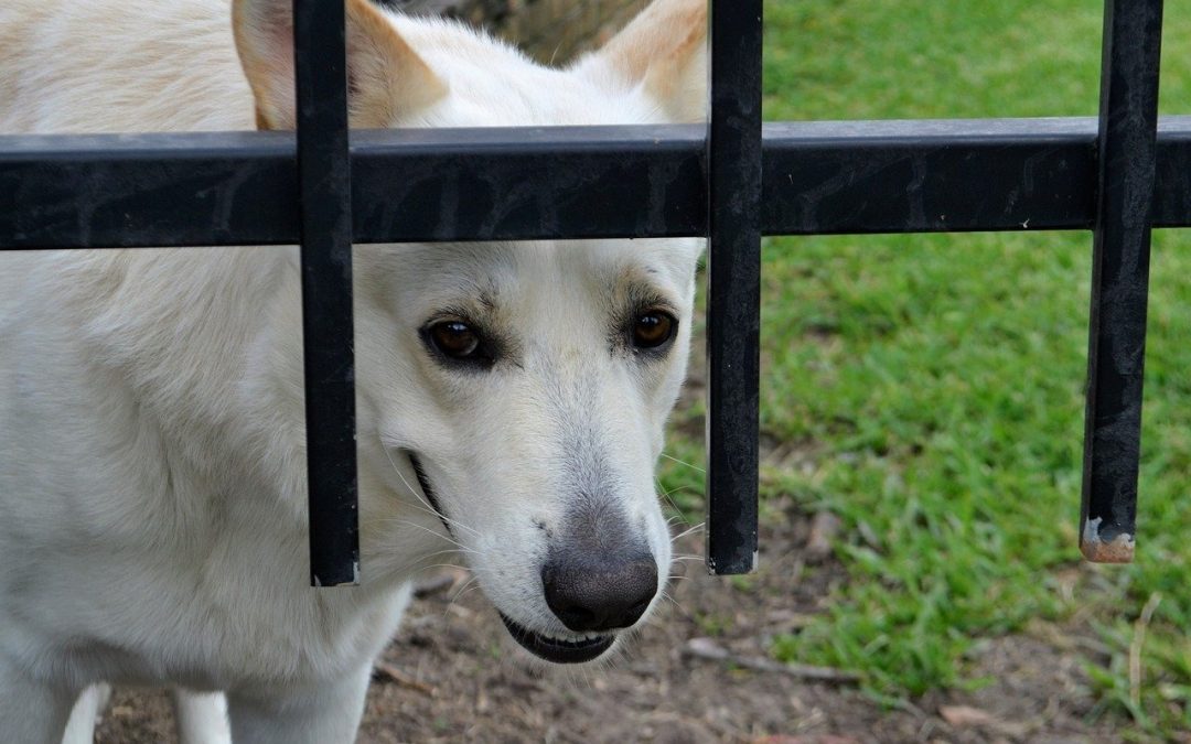 Dix signes de méfiance à l’égard des chiens dont vous n’avez pas besoin d’être conscient !