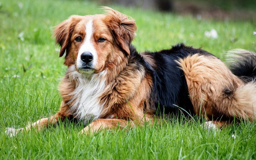 Les chiens et chats peuvent-ils manger du miel ?