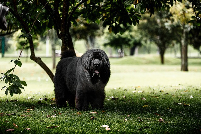 Problèmes ennuyeux pour les gros chiens dont vous ne soupçonnez pas l’existence