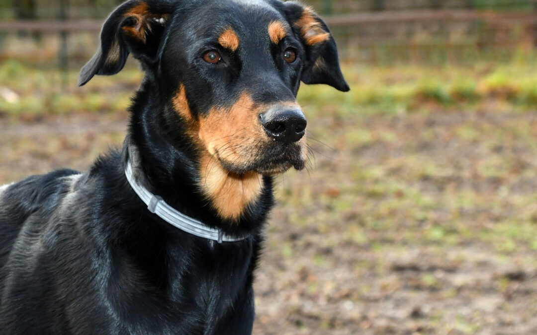 Une assurance pour votre Beauceron peut être bénéfique