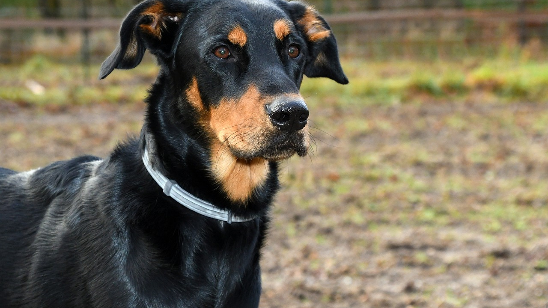 Une assurance pour votre Beauceron peut être bénéfique 