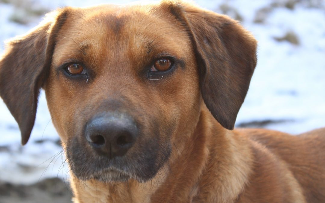 Comment faire prendre un médicament à un chien : une méthode rapide, facile et infaillible