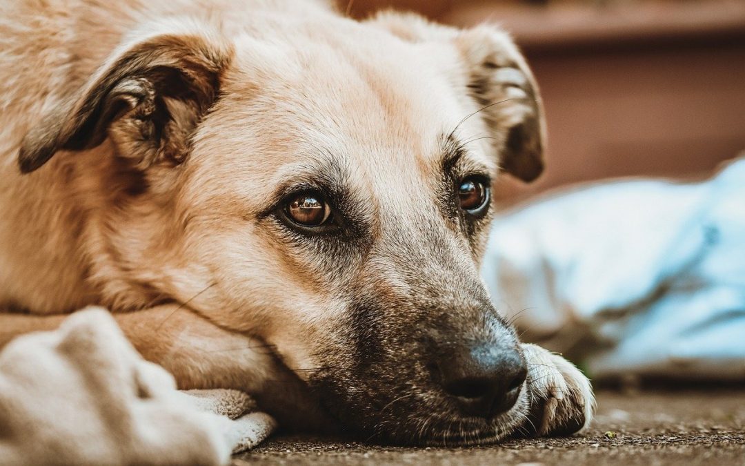 Régime alimentaire pour chiens à base d’aliments crus