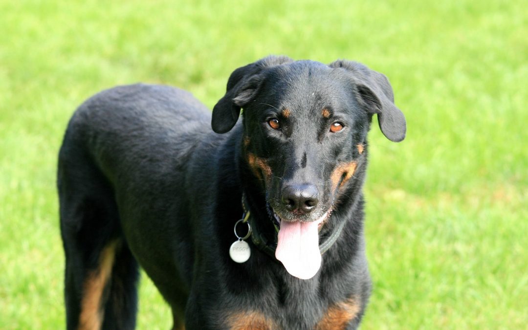 Comment choisir la bonne cage de transport pour votre Beauceron ?