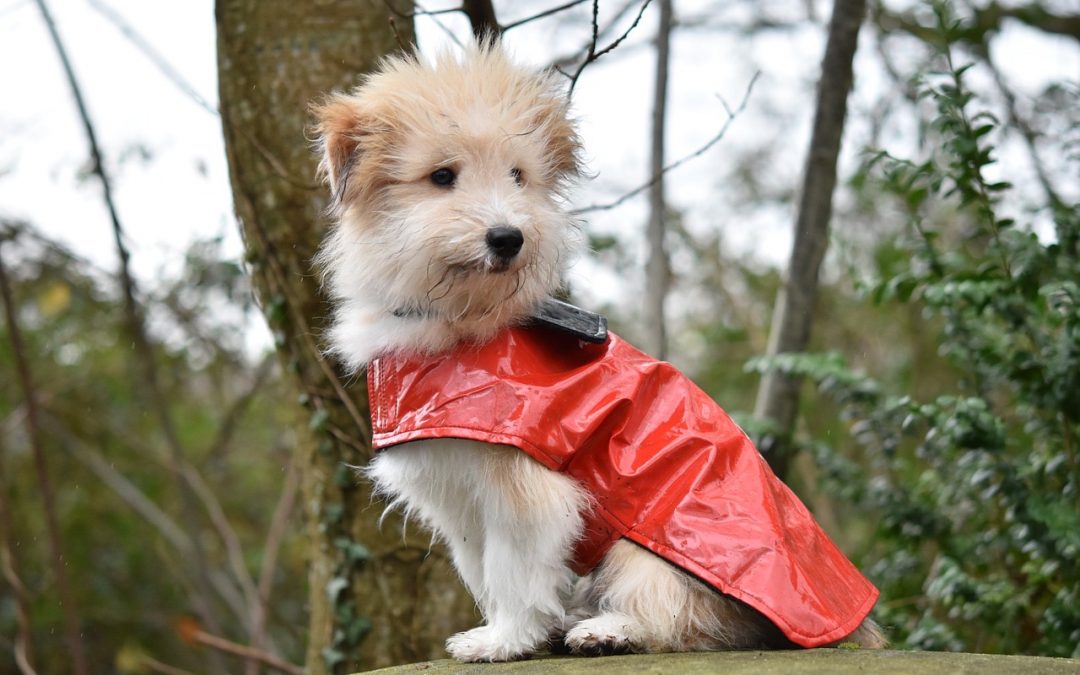 Problèmes locomoteurs chez le chien