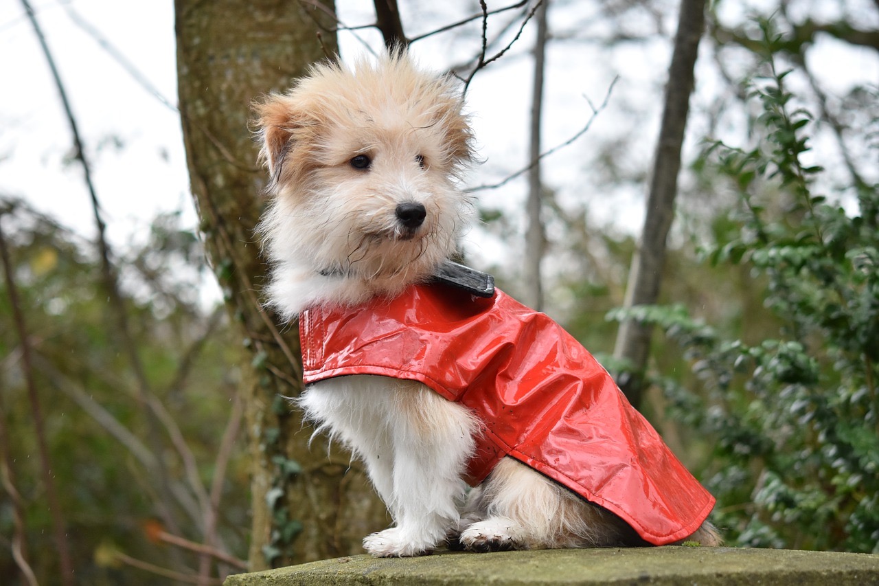 Problèmes locomoteurs chez le chien