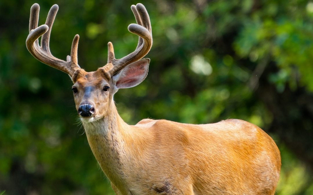 Bois de cerf : Bon ou mauvais pour les chiens ?