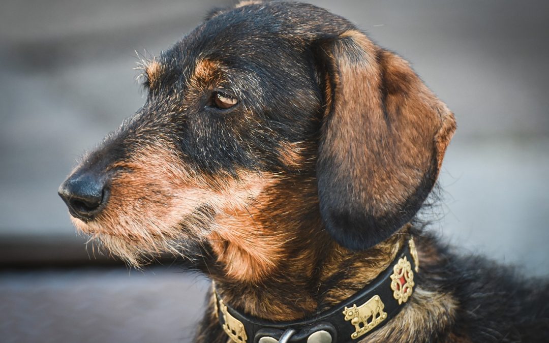 Bravecto chien: Posologie, dangerosité, prix, on vous dit tout!