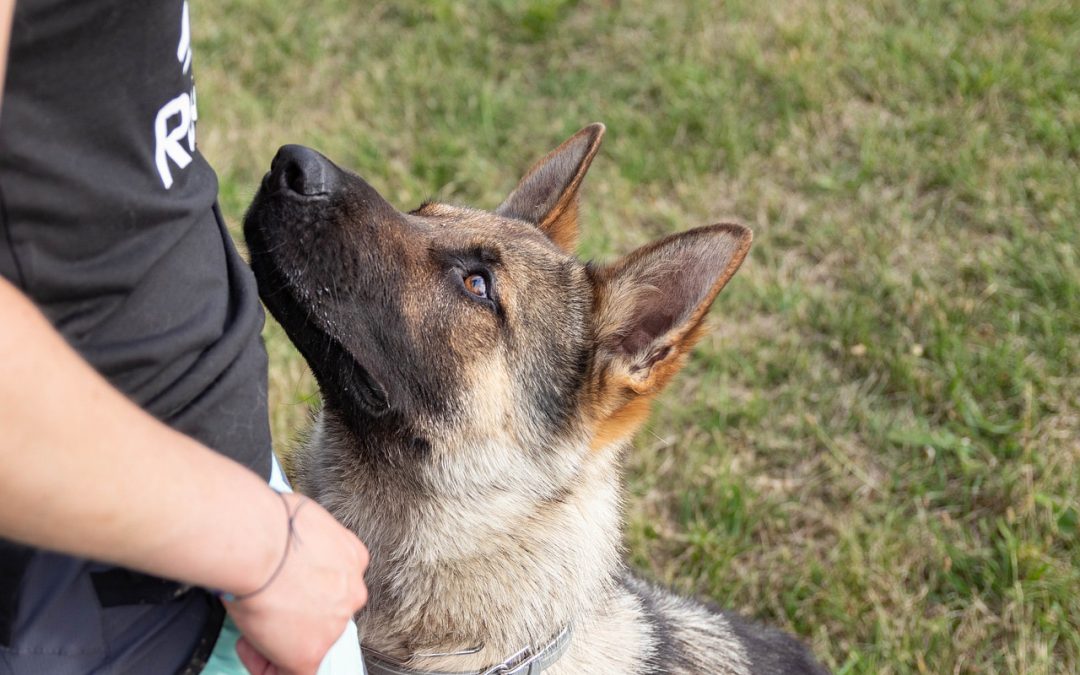 10 disciplines à pratiquer avec son chien