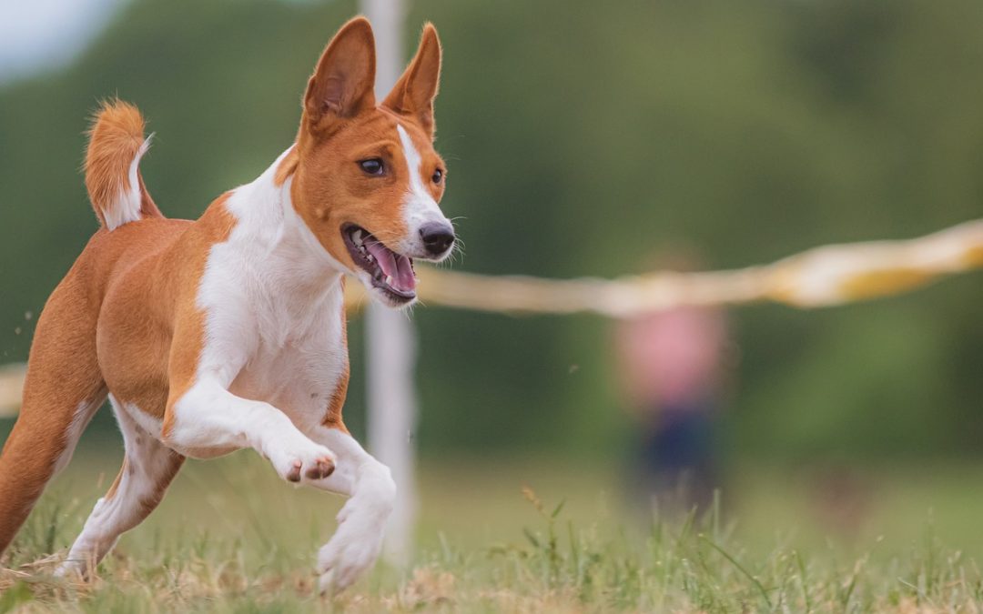 Comment un chien choisit son maître?