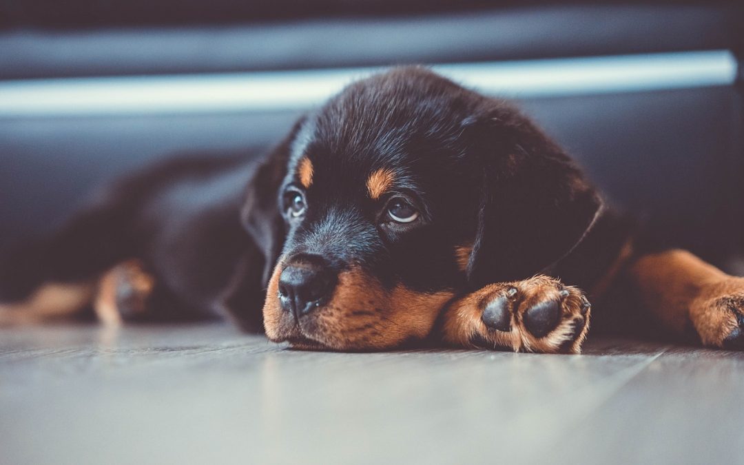 Comment garder son Beauceron en bonne santé?