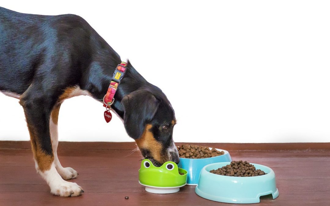 Que contiennent les croquettes pour chien?