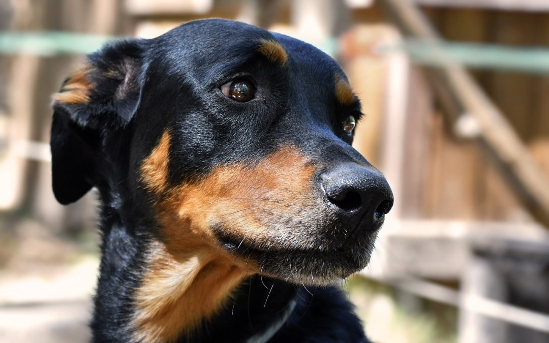 Le sommeil du Beauceron