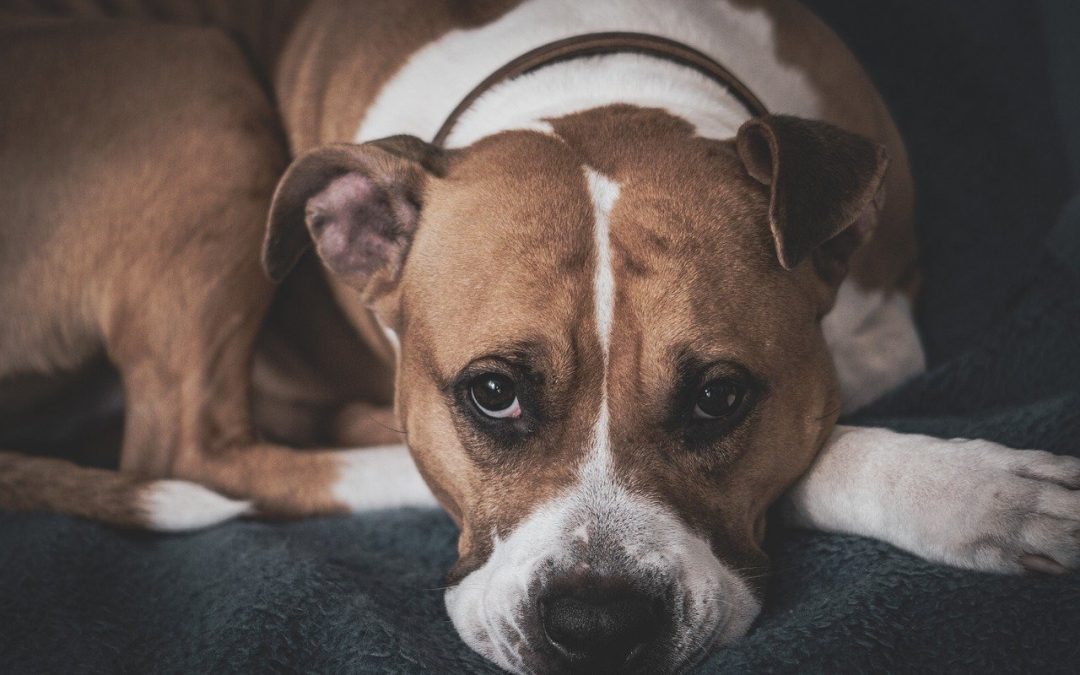 Comment traiter une occlusion intestinale chien ?