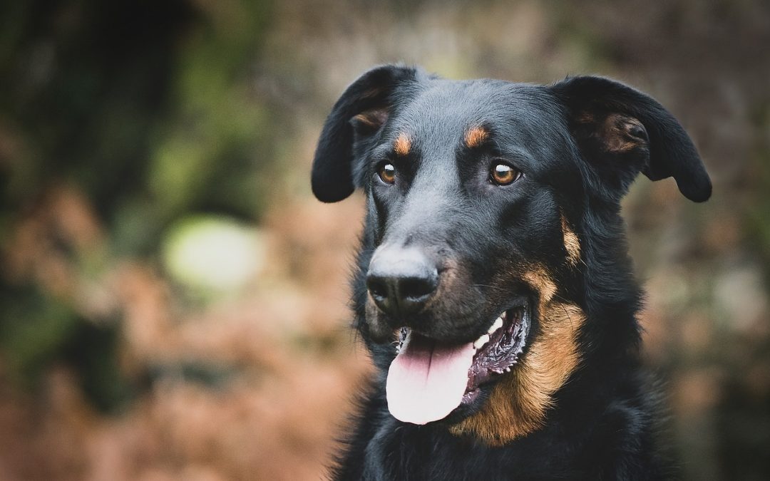 Les évolutions du comportement du beauceron au cours de sa vie