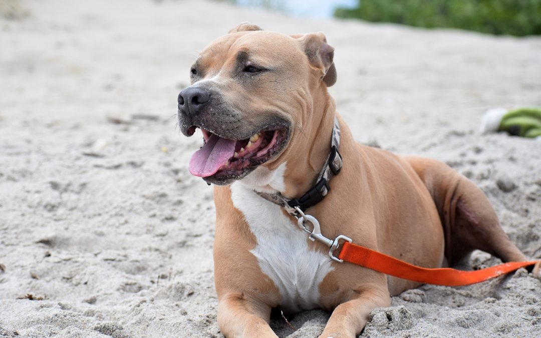 Quel est le chien le plus dangereux du monde ?