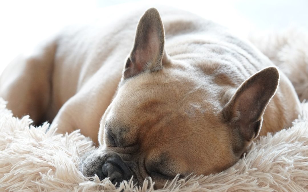 Voici combien de temps dort un chien !