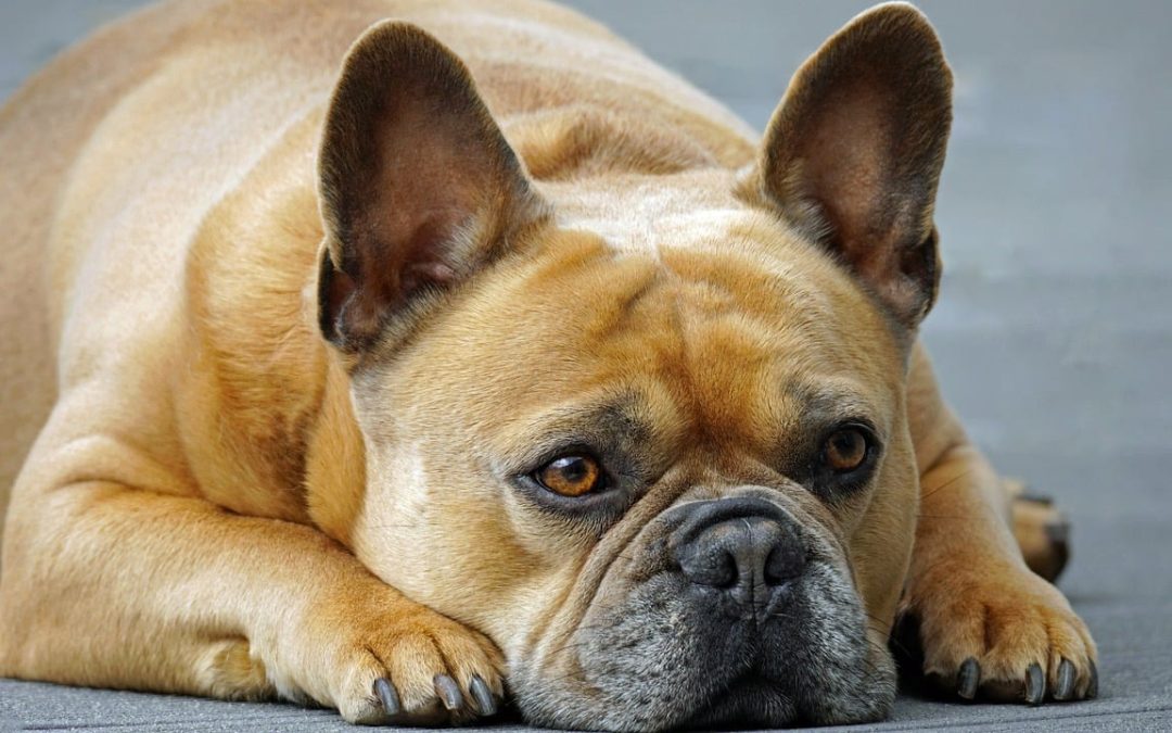 Dermatite chien : causes et traitement