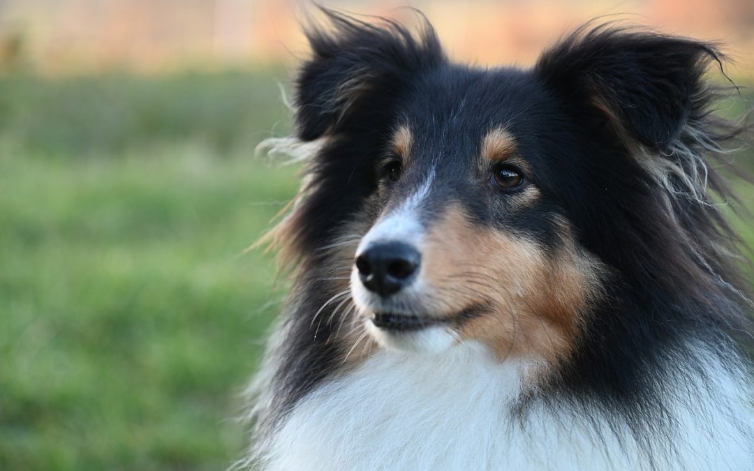 Conseils pour coiffer un chien aux poils longs