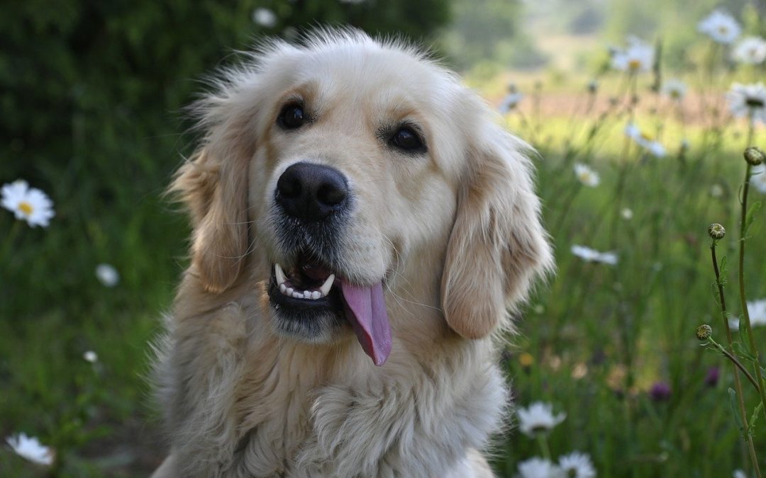 Les aliments à ne pas donner à votre chien