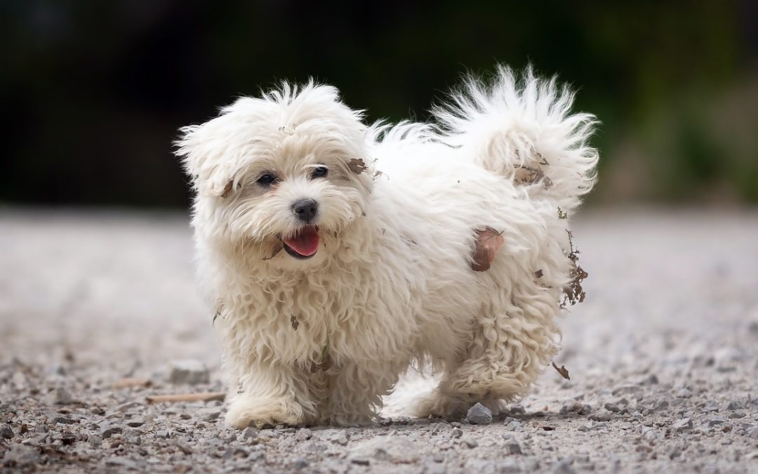 Comment faire le calcul apports croquettes chien ?