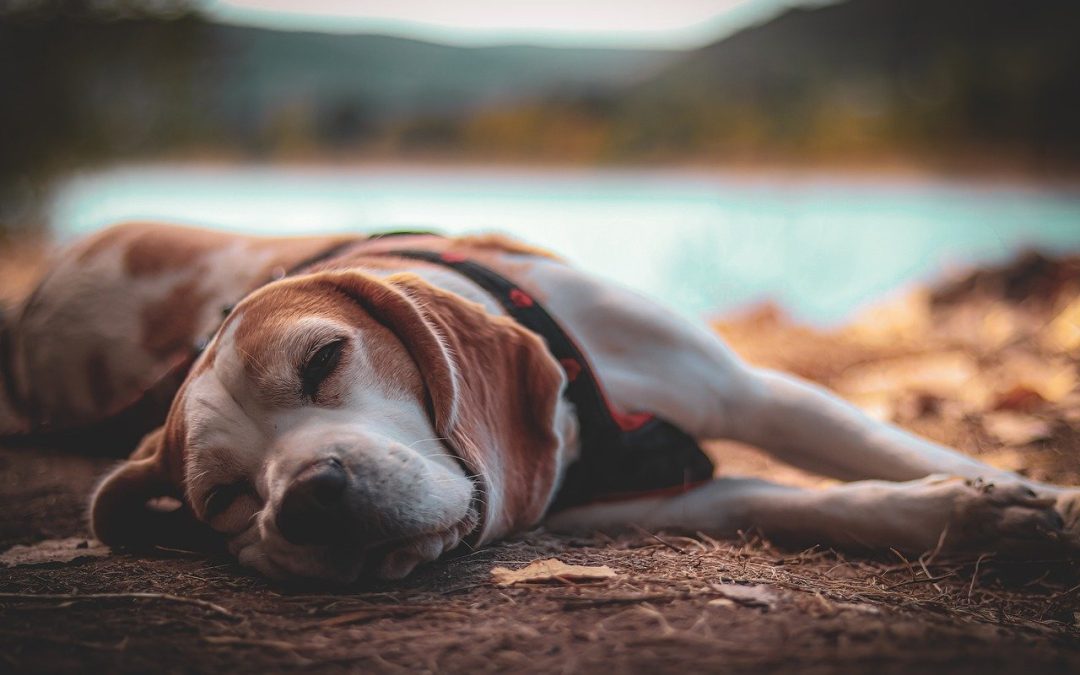 Comment suivre le diabète de son chien ?