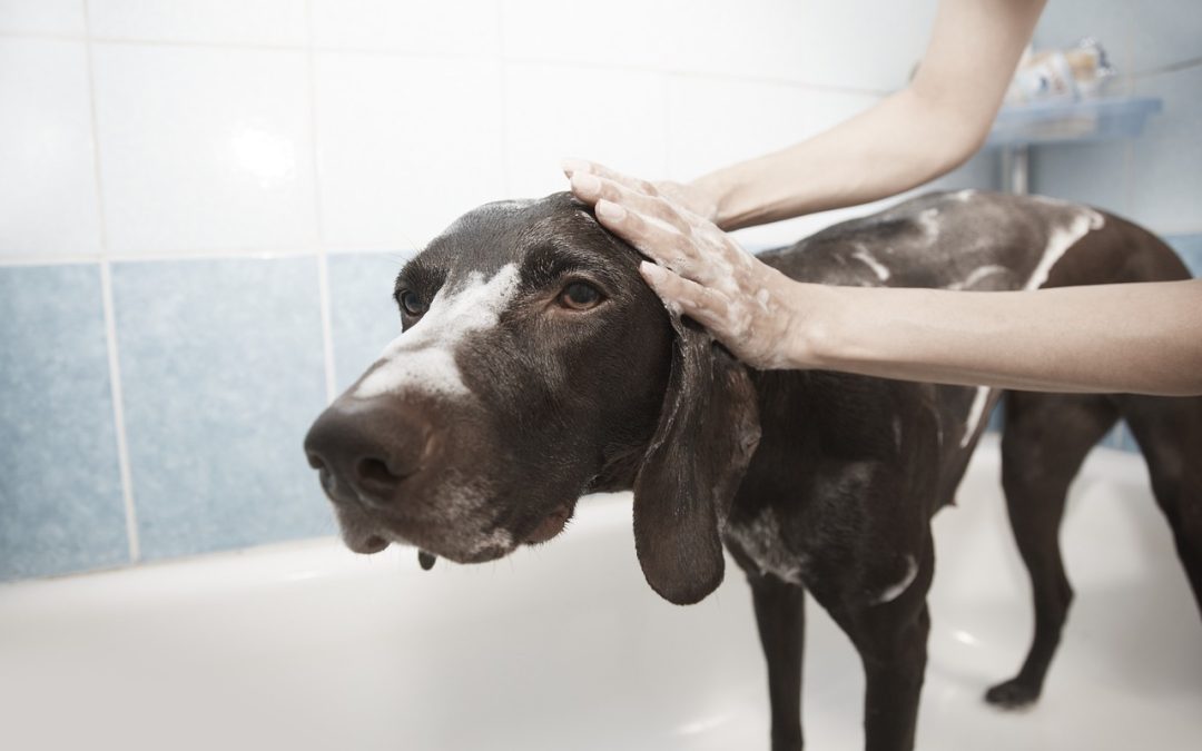 Conseils pour donner un bain à son chien