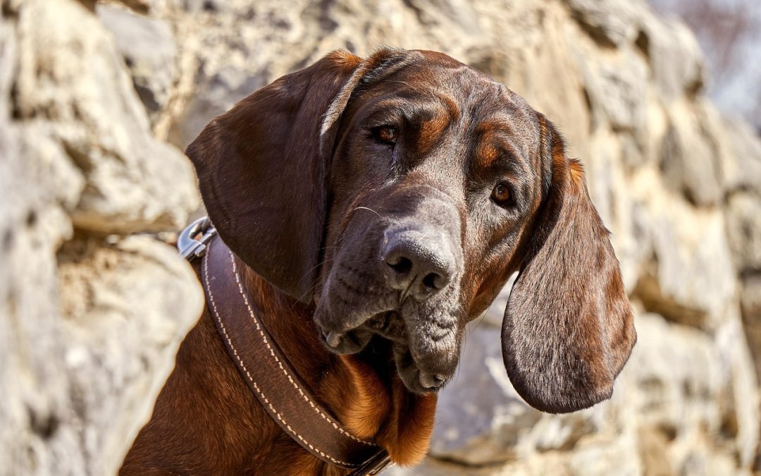 Conseils pour traiter les douleurs physiques de son chien