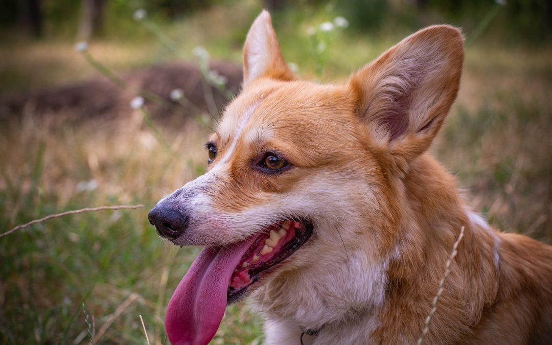 Gale oreille chien : quels sont les causes ?