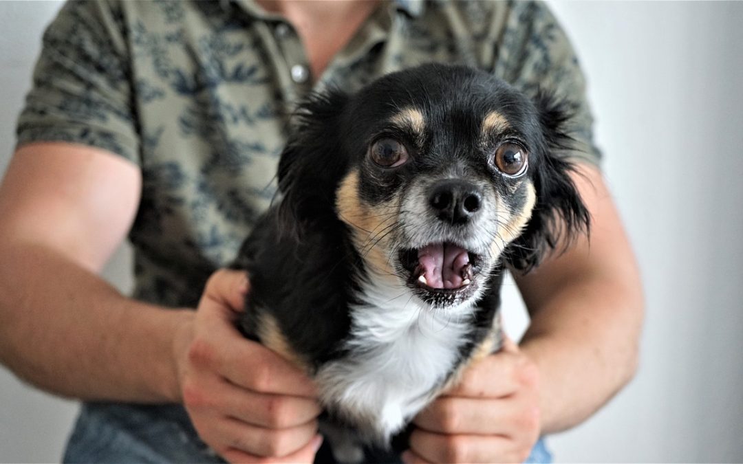 Idées pour calmer son chien pendant un orage