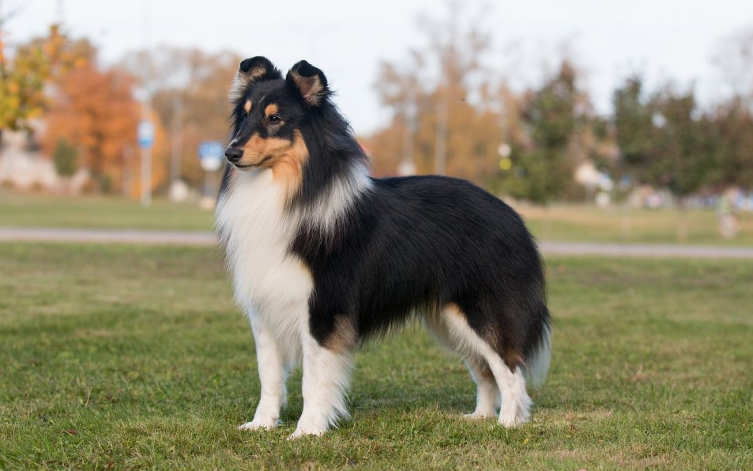 Pourquoi et quand faire stériliser chien ?