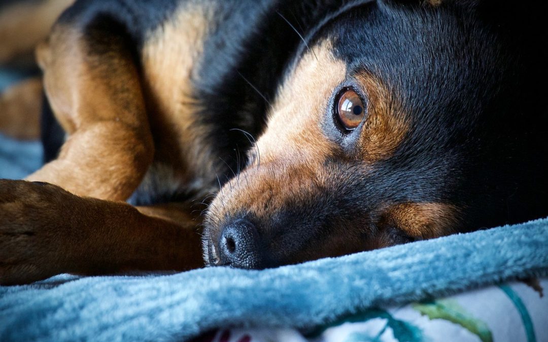 Quelle est la température chien ?